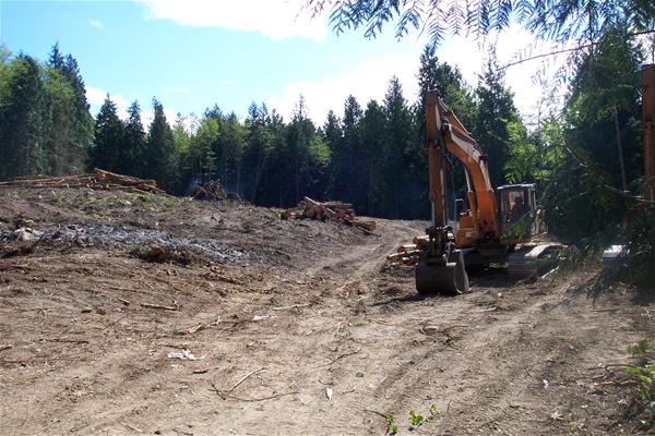 Clearing trees at drain field