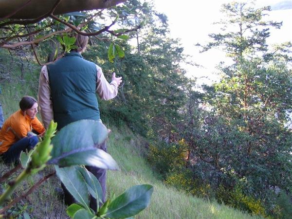 Prairie Habitat Scotch Broom Pull