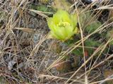 First Bloom 2007 Prickly Pear Cactus-Opuntia Fragilis