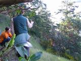 Prairie Habitat Scotch Broom Pull